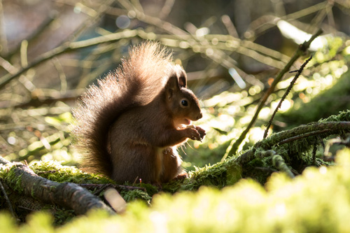 Red squirrel, Yorkshire Dales