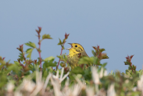 Yellowhammer